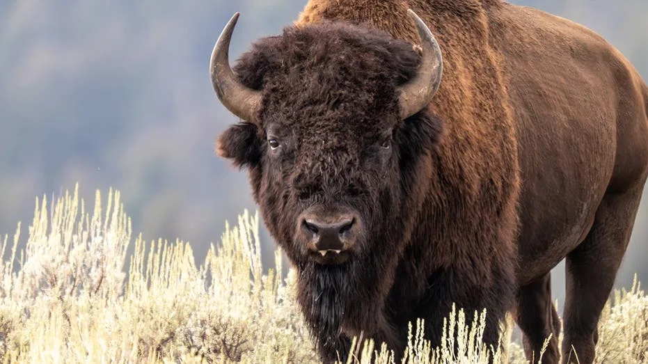 Yellowstone's Wild Bison Recovery Hailed as 'Incredible Conservation Story' by National Park Service Director